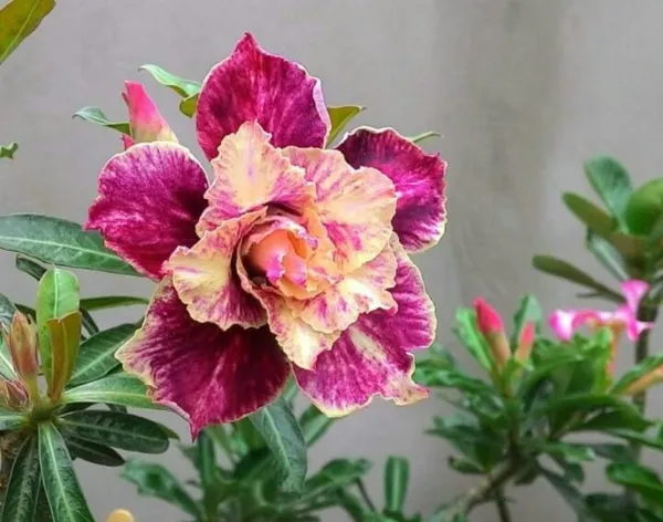 Rosey_Verity_Grafted_Adenium_Plant_(_Pack_of_1)