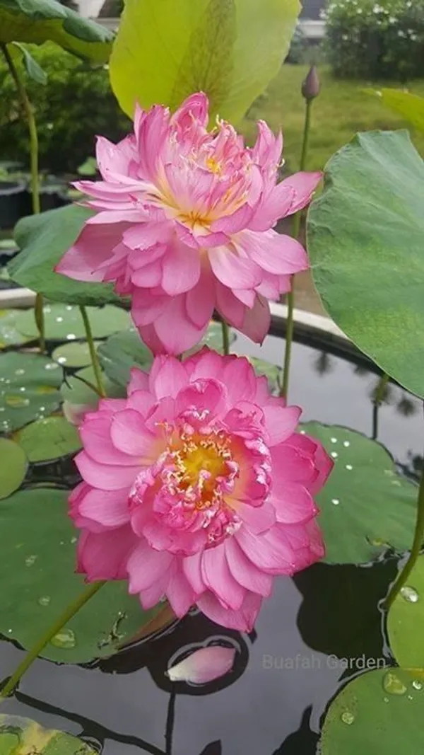 Premium_Pink_Double_Petal_Lotus_Tubers_–_Aquatic_Flower_Plant_for_Ponds_&_Water_Gardens_(Pack_Of_1)