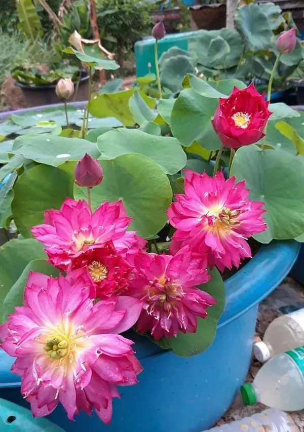 Premium_Pink_Double_Petal_Lotus_Tubers_–_Aquatic_Flower_Plant_for_Ponds_&_Water_Gardens_(Pack_Of_1)