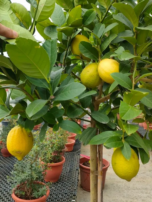 Greenery_Nursery®_Well_Watered_Hybrid_Mayer_Lemon_Plant_&_Tree_For_Home_Garden_(1.5-3.5_Ft_Height)_Pack_Of_1