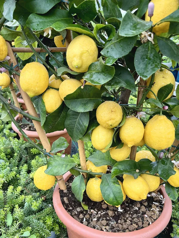 Greenery_Nursery®_Well_Watered_Hybrid_Mayer_Lemon_Plant_&_Tree_For_Home_Garden_(1.5-3.5_Ft_Height)_Pack_Of_1