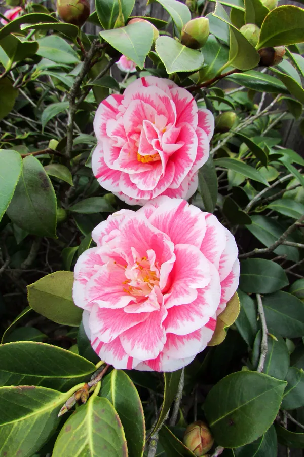Japonica_Variety_Camellia__Flower_Plant_&_Tree_(Grafted)_For_Shrub/Bush/Home_Gardening_(Pack_Of_1)