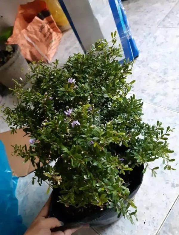 Blue_Bell_(Vietnamese)_Flower_Plant_&_Tree_For_Your_Sweet_Home_Decor/Best_House_Plant/Indoor_Plant_(Pack_Of_1)