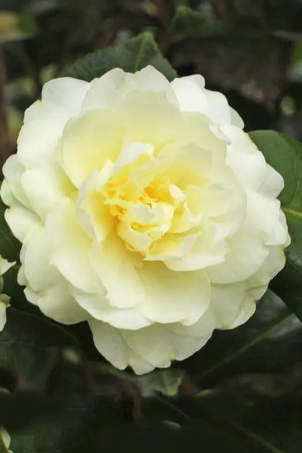 Lemon_Glow_Unique_Camellia_Flower_Plant_For_Home_Garden_(1.5-3.5_Ft_Height)_Pack_Of_1