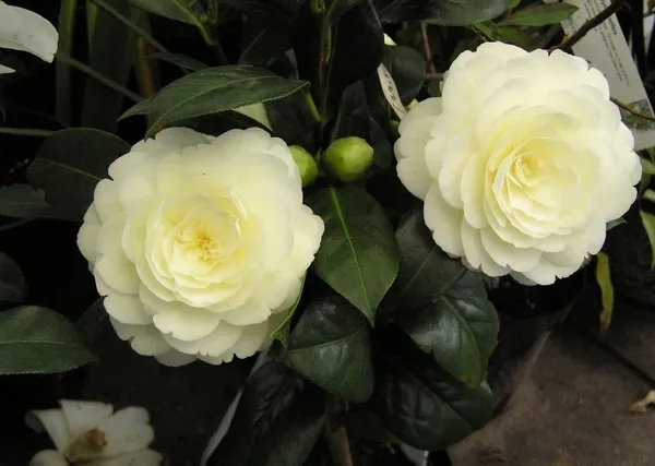 Lemon_Glow_Unique_Camellia_Flower_Plant_For_Home_Garden_(1.5-3.5_Ft_Height)_Pack_Of_1
