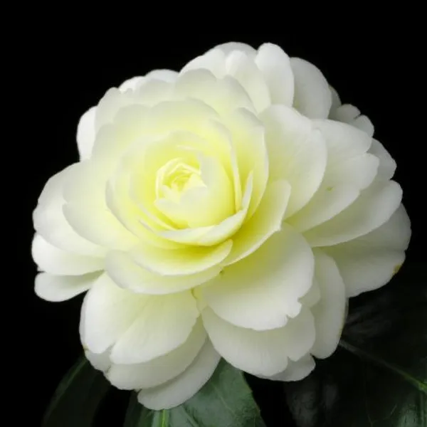 Lemon_Glow_Unique_Camellia_Flower_Plant_For_Home_Garden_(1.5-3.5_Ft_Height)_Pack_Of_1