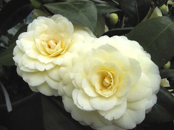Lemon_Glow_Unique_Camellia_Flower_Plant_For_Home_Garden_(1.5-3.5_Ft_Height)_Pack_Of_1