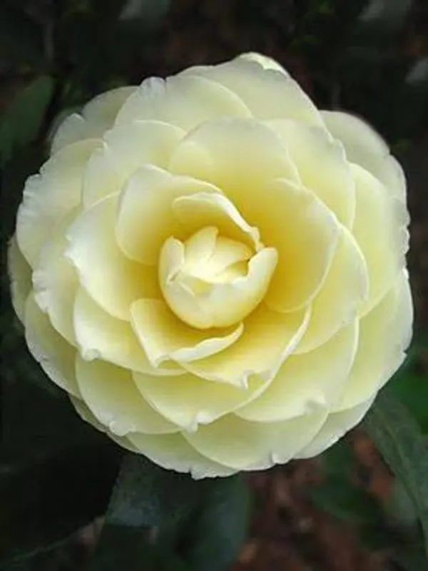 Lemon_Glow_Unique_Camellia_Flower_Plant_For_Home_Garden_(1.5-3.5_Ft_Height)_Pack_Of_1