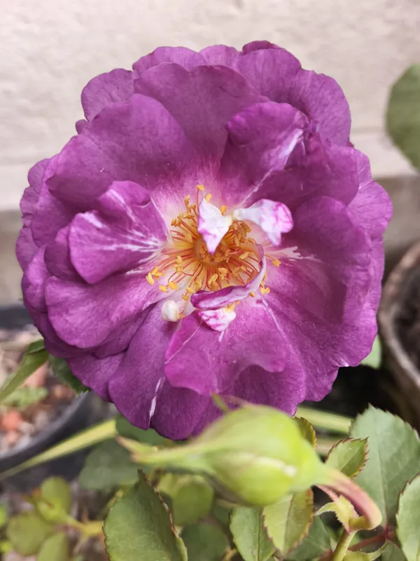 Long_Blooming_Hybrid_Rose_Flower_Plant_&_Tree_For_Home_Garden,_Pack_Of_1