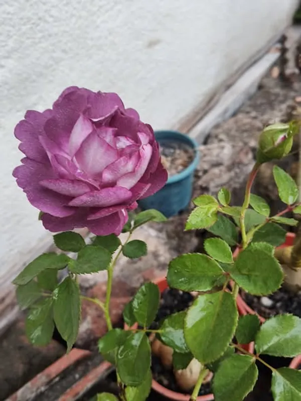 Long_Blooming_Hybrid_Rose_Flower_Plant_&_Tree_For_Home_Garden,_Pack_Of_1