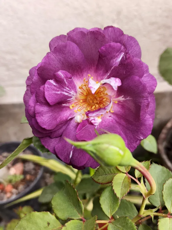 Long_Blooming_Hybrid_Rose_Flower_Plant_&_Tree_For_Home_Garden,_Pack_Of_1