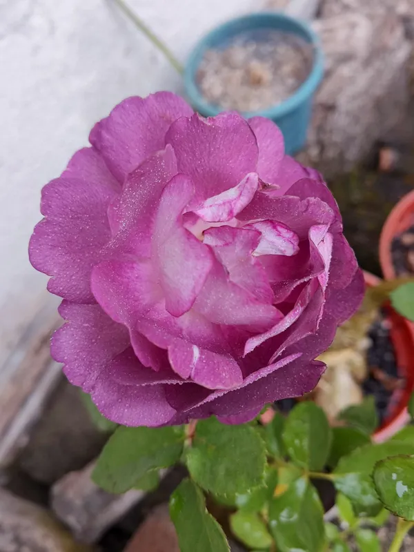 Long_Blooming_Hybrid_Rose_Flower_Plant_&_Tree_For_Home_Garden,_Pack_Of_1