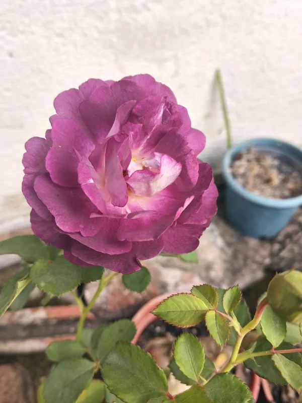 Long_Blooming_Hybrid_Rose_Flower_Plant_&_Tree_For_Home_Garden,_Pack_Of_1