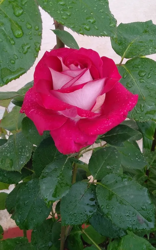 Long-Lasting_Blooms_Rose_Plant_for_Home_Garden,_Balcony_&_Patio_Decoration_(Pack_Of_1)