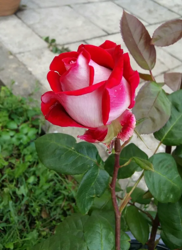 Long-Lasting_Blooms_Rose_Plant_for_Home_Garden,_Balcony_&_Patio_Decoration_(Pack_Of_1)
