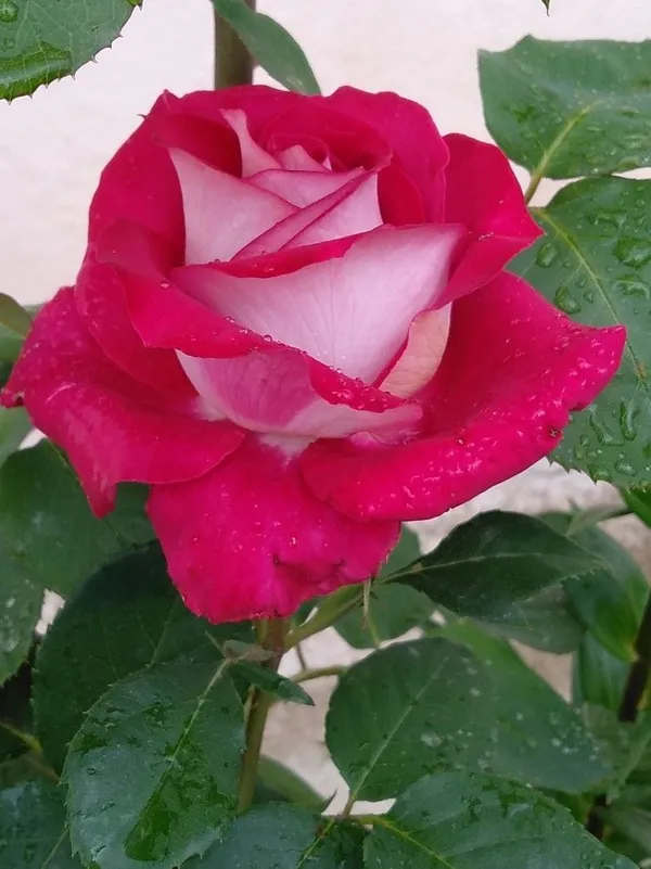 Long-Lasting_Blooms_Rose_Plant_for_Home_Garden,_Balcony_&_Patio_Decoration_(Pack_Of_1)