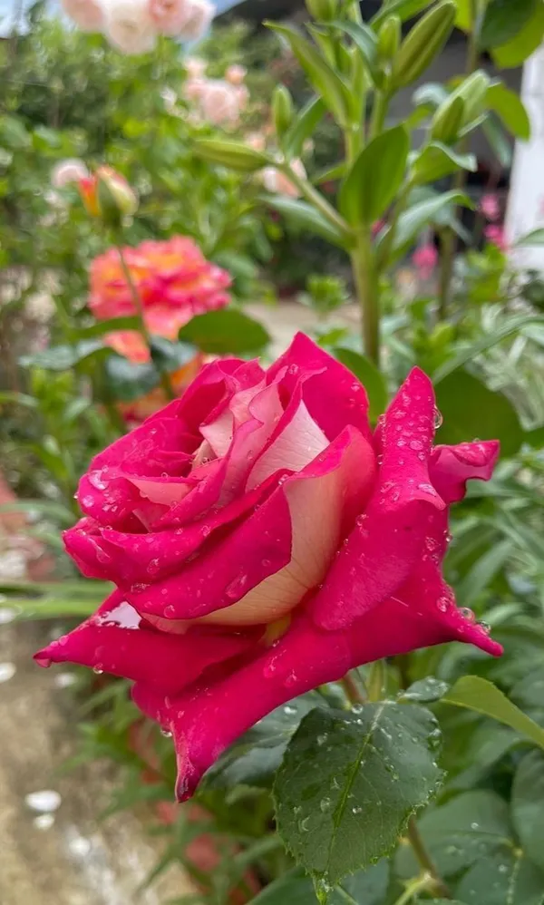 Long-Lasting_Blooms_Rose_Plant_for_Home_Garden,_Balcony_&_Patio_Decoration_(Pack_Of_1)