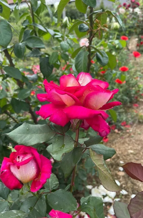 Long-Lasting_Blooms_Rose_Plant_for_Home_Garden,_Balcony_&_Patio_Decoration_(Pack_Of_1)