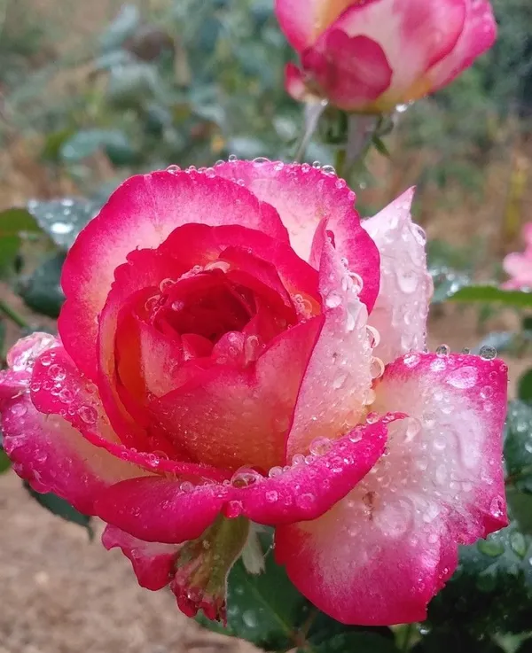 Long-Lasting_Blooms_Rose_Plant_for_Home_Garden,_Balcony_&_Patio_Decoration_(Pack_Of_1)