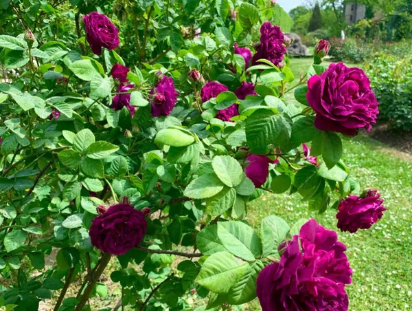 Low_Maintenance_Rose_Plant_|_Beautiful_Colorful_Blooms_|_High-Quality_Rose_Enhance_Your_Home/Balcony_&_Garden