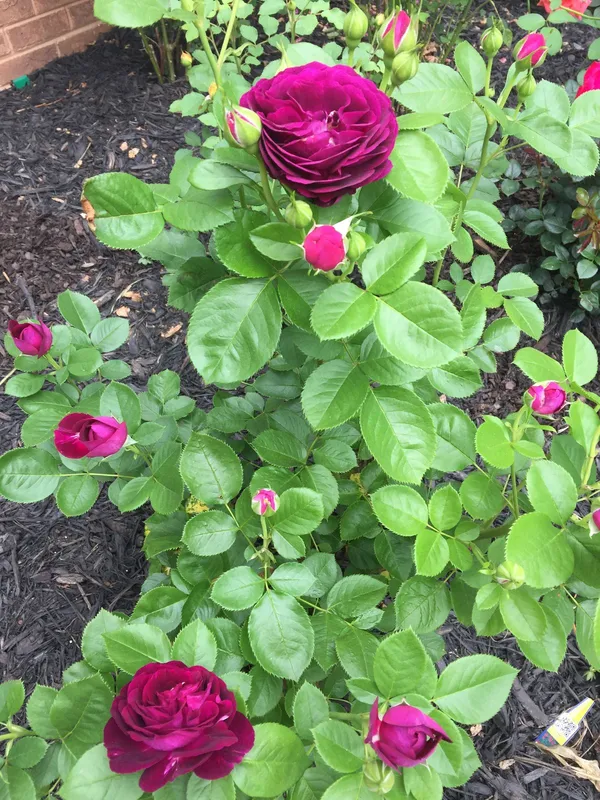 Low_Maintenance_Rose_Plant_|_Beautiful_Colorful_Blooms_|_High-Quality_Rose_Enhance_Your_Home/Balcony_&_Garden