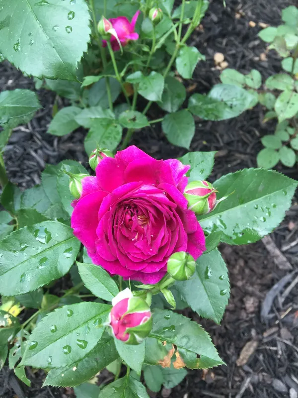 Low_Maintenance_Rose_Plant_|_Beautiful_Colorful_Blooms_|_High-Quality_Rose_Enhance_Your_Home/Balcony_&_Garden