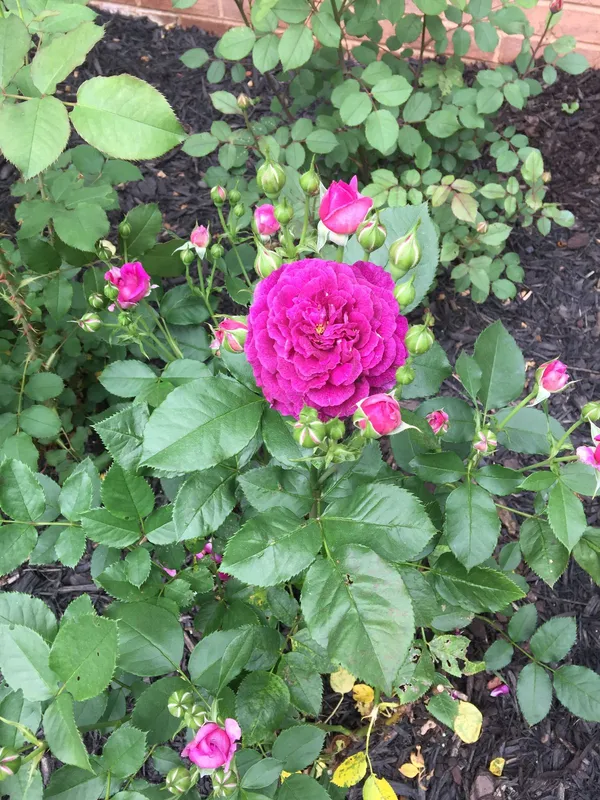 Low_Maintenance_Rose_Plant_|_Beautiful_Colorful_Blooms_|_High-Quality_Rose_Enhance_Your_Home/Balcony_&_Garden