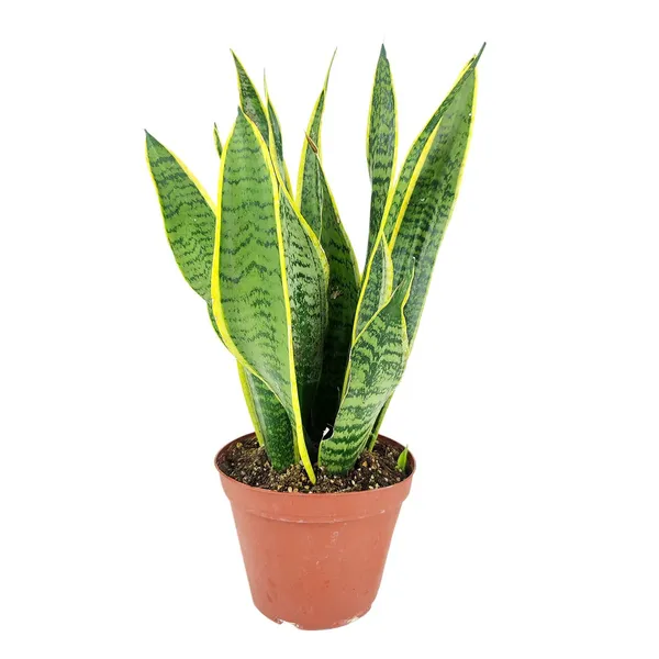 Low_Maintenance_Yellow_Snake_Plant_(Air_Purifying)_Best_Indoor/Outdoor_Plant_(Pack_Of_1)