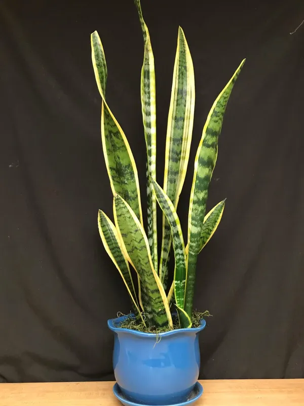 Low_Maintenance_Yellow_Snake_Plant_(Air_Purifying)_Best_Indoor/Outdoor_Plant_(Pack_Of_1)