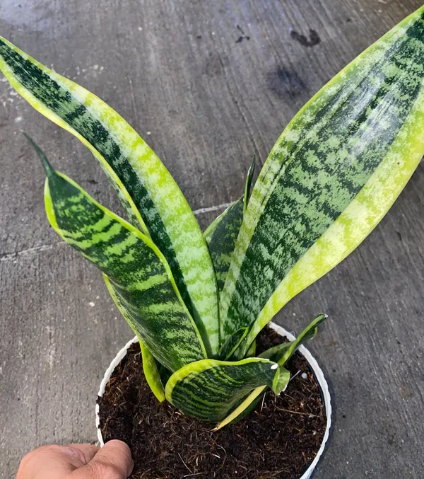 Low_Maintenance_Yellow_Snake_Plant_(Air_Purifying)_Best_Indoor/Outdoor_Plant_(Pack_Of_1)