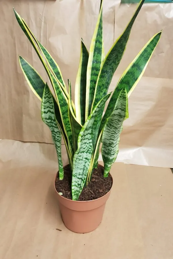 Low_Maintenance_Yellow_Snake_Plant_(Air_Purifying)_Best_Indoor/Outdoor_Plant_(Pack_Of_1)