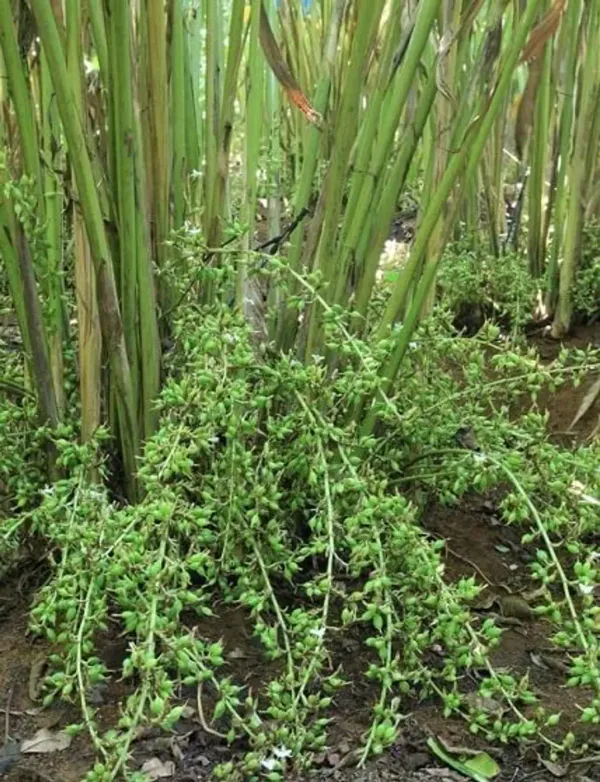 Kerala_Green_Cardamom_Choti_Elaichi_Spice_Plants_For_Home_Garden_PLant