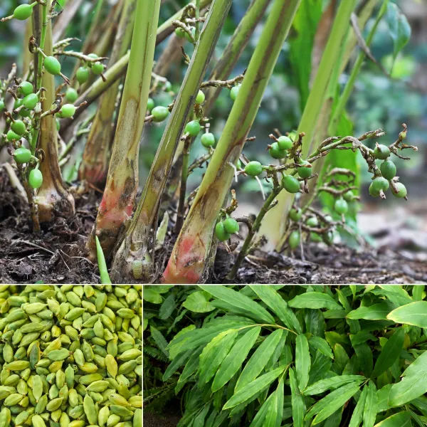 Kerala_Green_Cardamom_Choti_Elaichi_Spice_Plants_For_Home_Garden_PLant