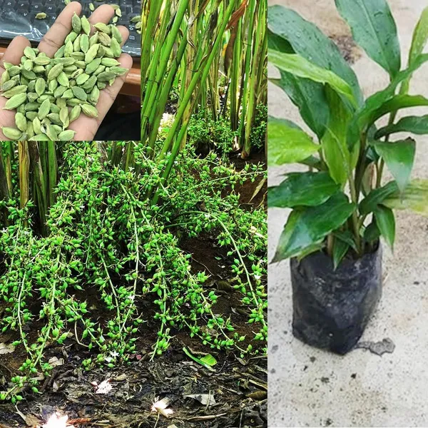 Kerala_Green_Cardamom_Choti_Elaichi_Spice_Plants_For_Home_Garden_PLant