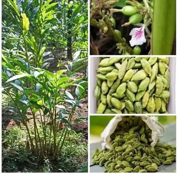 Kerala_Green_Cardamom_Choti_Elaichi_Spice_Plants_For_Home_Garden_PLant