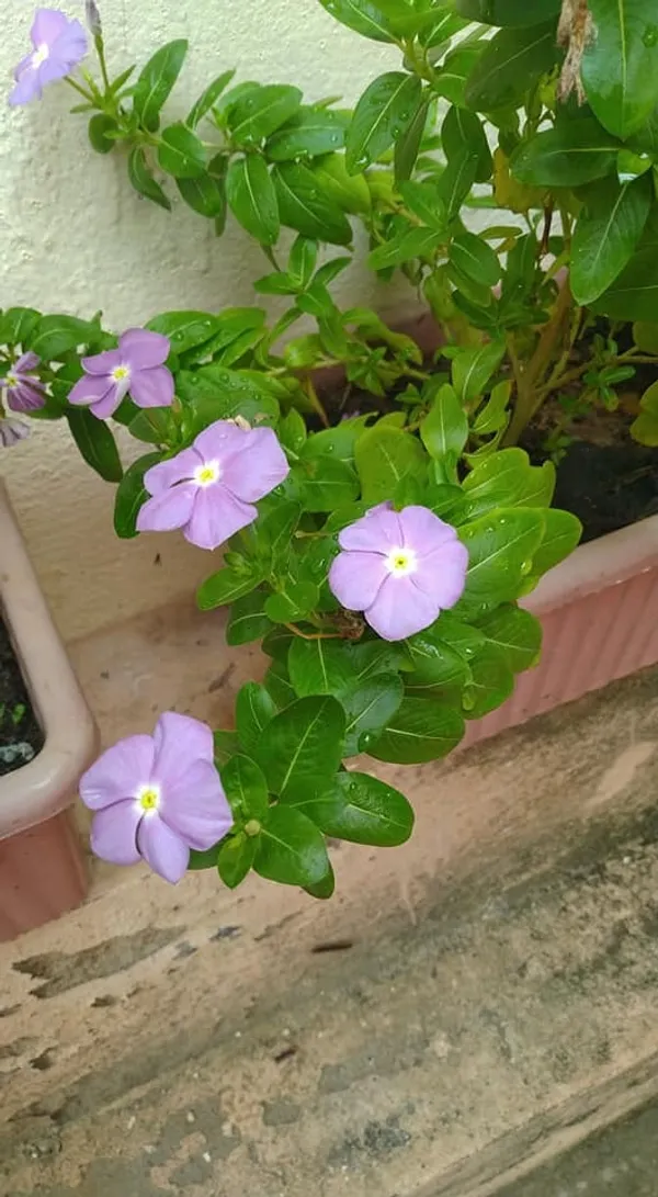 Madagascar_Periwinkle_Purple_Flowering_Plant_For_Shrub/Bush/Home_Garden,_Pack_Of_1