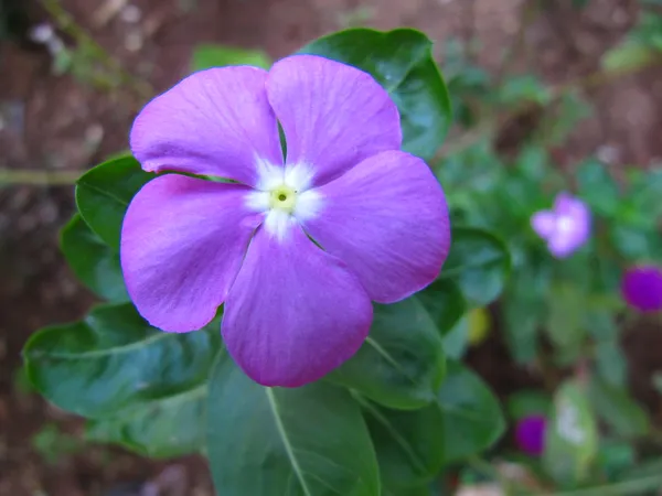 Madagascar_Periwinkle_Purple_Flowering_Plant_For_Shrub/Bush/Home_Garden,_Pack_Of_1