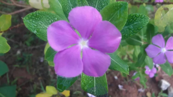 Madagascar_Periwinkle_Purple_Flowering_Plant_For_Shrub/Bush/Home_Garden,_Pack_Of_1