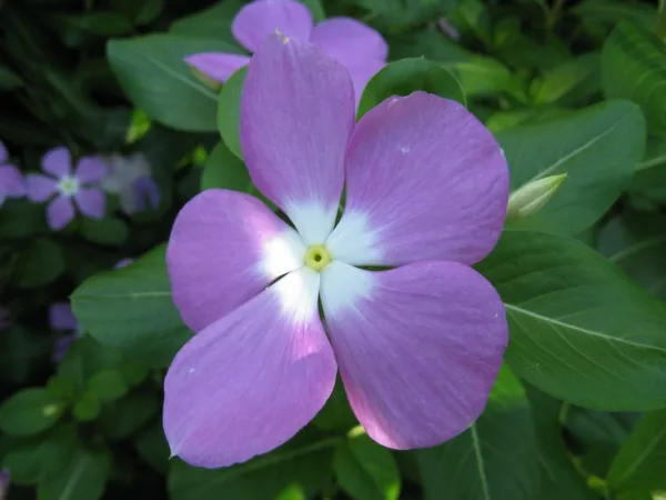 Madagascar_Periwinkle_Purple_Flowering_Plant_For_Shrub/Bush/Home_Garden,_Pack_Of_1