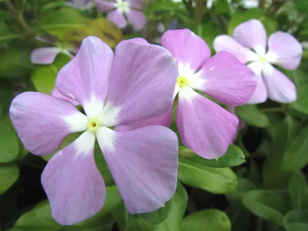 Madagascar_Periwinkle_Purple_Flowering_Plant_For_Shrub/Bush/Home_Garden,_Pack_Of_1