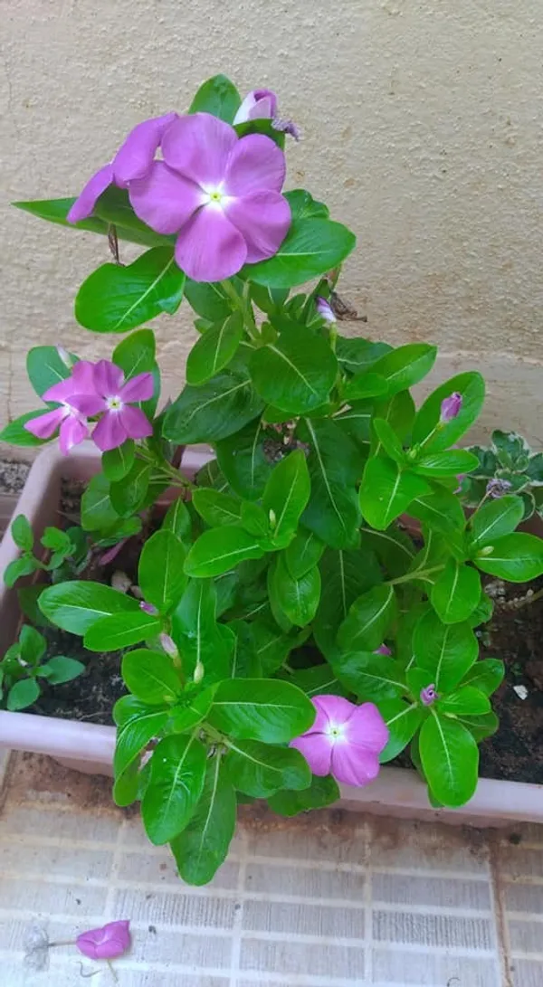 Madagascar_Periwinkle_Purple_Flowering_Plant_For_Shrub/Bush/Home_Garden,_Pack_Of_1