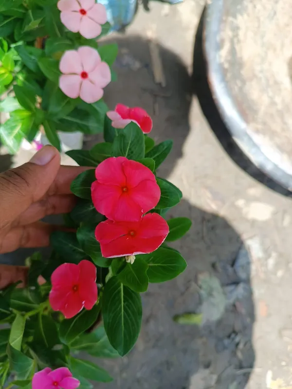 Madagascar_Periwinkle_Red_Flowering_Plant_&_Tree_For_Home_Garden_(1.5-2.5_Ft_Height)_Pack_Of_1