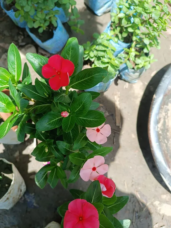 Madagascar_Periwinkle_Red_Flowering_Plant_&_Tree_For_Home_Garden_(1.5-2.5_Ft_Height)_Pack_Of_1