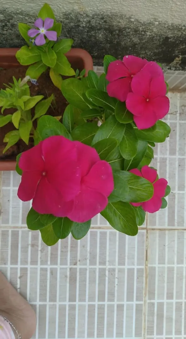 Madagascar_Periwinkle_Red_Flowering_Plant_&_Tree_For_Home_Garden_(1.5-2.5_Ft_Height)_Pack_Of_1