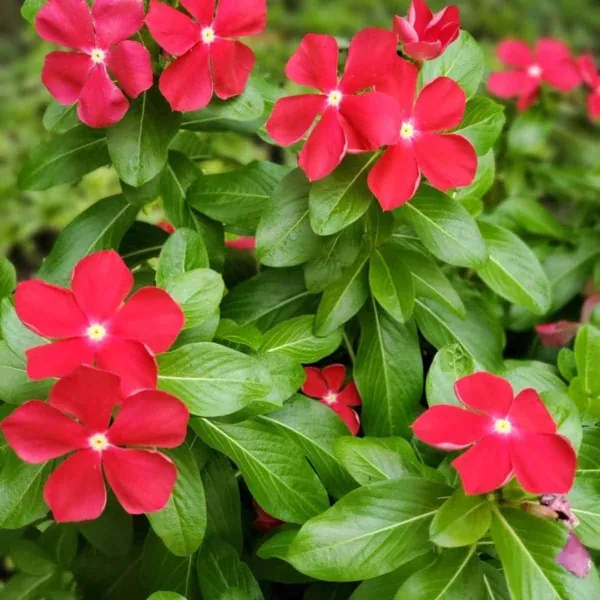 Madagascar_Periwinkle_Red_Flowering_Plant_&_Tree_For_Home_Garden_(1.5-2.5_Ft_Height)_Pack_Of_1