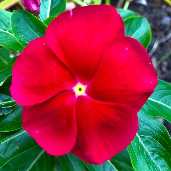 Madagascar_Periwinkle_Red_Flowering_Plant_&_Tree_For_Home_Garden_(1.5-2.5_Ft_Height)_Pack_Of_1