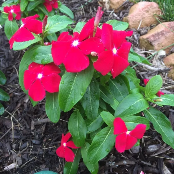 Madagascar_Periwinkle_Red_Flowering_Plant_&_Tree_For_Home_Garden_(1.5-2.5_Ft_Height)_Pack_Of_1
