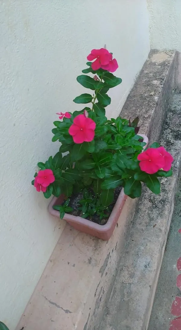 Madagascar_Periwinkle_Red_Flowering_Plant_&_Tree_For_Home_Garden_(1.5-2.5_Ft_Height)_Pack_Of_1