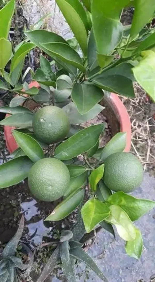 Malta_Mousambi/Mosambi/Lemon_(Grafted)_Plant_&_Tree_For_Home_Garden_Well_Watered_Malta__Plant_(1.5-3.5_Ft_Hight)_Suitable_For_Outdoor_(Hybrid,_Pack_Of_1)