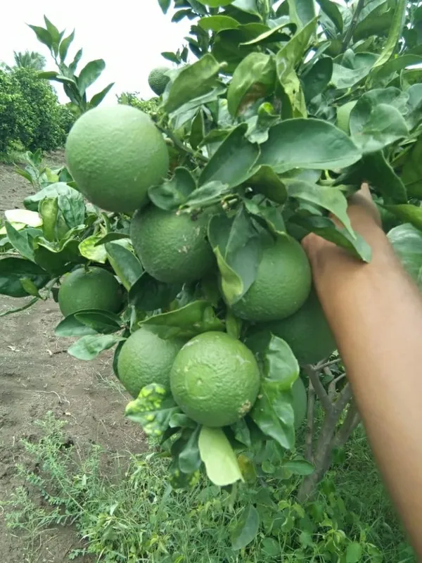 Malta_Mousambi/Mosambi/Lemon_(Grafted)_Plant_&_Tree_For_Home_Garden_Well_Watered_Malta__Plant_(1.5-3.5_Ft_Hight)_Suitable_For_Outdoor_(Hybrid,_Pack_Of_1)